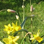 Daffodils | Acupuncture | Zero Balancing | Cambridge | Tree of Life Therapy | Rosanna Price