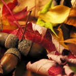 Autumn | Acupuncture | Zero Balancing | Cambridge | Tree of Life Therapy | Rosanna Price