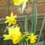 Ready For Spring? | Acupuncture | Zero Balancing | Cambridge | Tree of Life Therapy | Rosanna Price