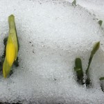 Snow And Daffodils | Acupuncture | Zero Balancing | Cambridge | Tree of Life Therapy | Rosanna Price