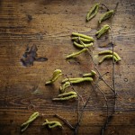 Spring Catkins | Acupuncture | Zero Balancing | Cambridge | Tree of Life Therapy | Rosanna Price