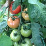 Tomato Bounty | Acupuncture | Zero Balancing | Cambridge | Tree of Life Therapy | Rosanna Price