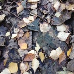 Autumn Leaves | Acupuncture | Zero Balancing | Cambridge | Tree of Life Therapy | Rosanna Price
