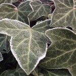 Frost on Ivy | Acupuncture | Zero Balancing | Cambridge | Tree of Life Therapy | Rosanna Price