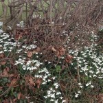 Acupuncture | Zero Balancing | Cambridge | Tree of Life Therapy | Rosanna Price