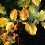 Autumn Leaves | Being In The Now | Acupuncture | Zero Balancing | Cambridge | Tree of Life Therapy | Rosanna Price