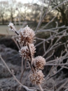 Iced seedheads