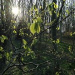 Spring Greens | Acupuncture for Fertility | Women's Health | Acupuncture | Zero Balancing | Cambridge | Tree of Life Therapy | Rosanna Price