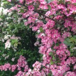 May Blossom | Putting On A Brave Face | Acupuncture | Zero Balancing | Cambridge | Tree of Life Therapy | Rosanna Price