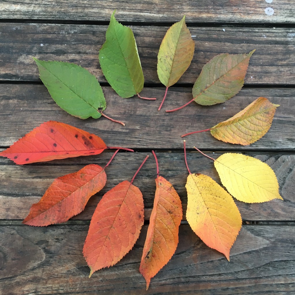 Remembrance Acupuncture for Grief Acupuncture Zero Balancing