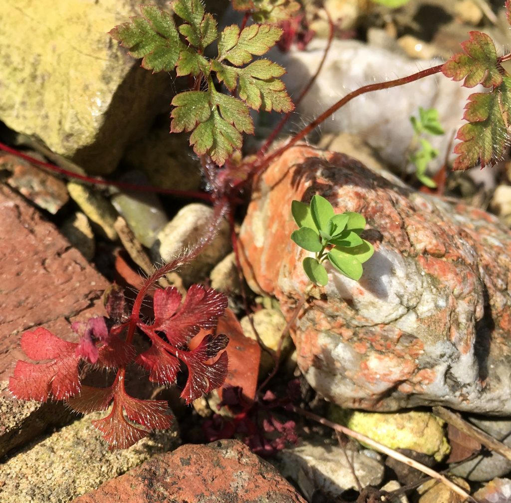 Acupuncture and menopause natural approach for hot flushes